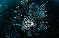 Raja Ampat 2016 - Pterois miles - Indian Lionfish - Poisson lion - IMG_5488_rc